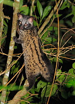 Common / Asian palm civet (Paradoxurus hermaphroditus) climbing a tree, Bawangling National Nature Reserve, Hainan Island, China.