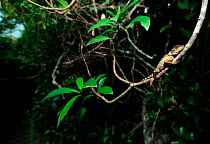 Fine lizard (Acanthosaura lepidogaster) resting in tree, Bawangling National Nature Reserve, Hainan Island, China.