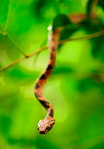 Big head snake (Boiga kraepelini) in tree dangling down from branch looking towards camera, Bawangling National Nature Reserve, Hainan Island, China.