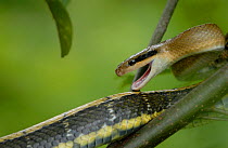 Taiwan beautiful / Cave racer snake (Elaphe taeniura) on branch in defensive pose, Fanjingshan National Nature Reserve, Guizhou Province, China.