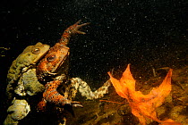 Chinese toad (Bufo bufo gargarizans) mating underwater in breeding season, early spring, Beijing, China.