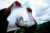 Yunnan odorous frog (Odorrana andersonii) in plastic bag being held up by conservation scientist, Bawangling National Nature Reserve, Hainan Island, China, March 2009.