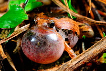 Beautiful Pygmy Frog (Microhyla pulchra) inflating vocal sac during breeding season, Bawangling National Nature Reserve, Hainan Island, China.