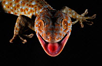 Tokay gecko (Gekko gecko) close up portrait of head with black background, Guangxi Province, China.