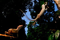 Tokay gecko (Gekko gecko) jumping to a higher tree, Guangxi Province, China.