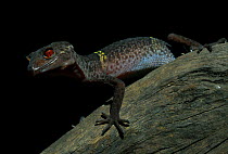 Pingxiang cave gecko (Goniurosaurus luii) clinging to tree trunk with strong red eyes, Guangxi Province, China.