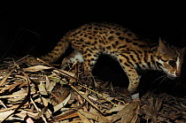 Leopard cat (Prionailurus bengalensis) captured at night by camera trap, Nonggang National Nature Reserve, Guangxi Province, China.