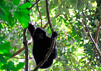 Hainan black-crested gibbon (Nomascus hainanus) young male in tree, Bawangling National Nature Reserve, Hainan Island, China.