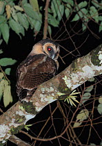 Brown wood owl (Strix leptogrammica) perched in tree, Bawangling National Nature Reserve, Hainan Island, China.