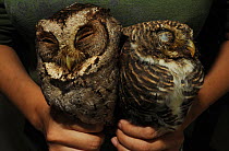 Collared scops owl (Otus bakkamoena lempiji) left and Asian barred owlet (Glaucidium cuculoides) on right, held captive in mans hands, being sold on market, Guangxi Province, China, November 2011.