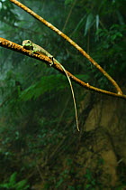 Burmese false blood sucker (Calotes microlepis) resting in forest branch, Bawangling National Nature Reserve, Hainan Island, China.