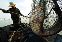 Catfish (Siluriformes) captured in net with local fisherman on boat, Hainan Island, China, January 2007.