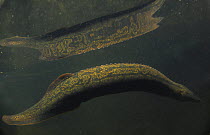 Tire track eel (Mastacembelus armatus) in rainforest ecosystem, Yinggeling National Nature Reserve, Hainan Island, China.