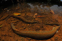 Tire track eel (Mastacembelus armatus) group  within rainforest ecosystem, Yinggeling National Nature Reserve, Hainan Island, China.
