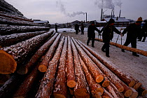 State-owned forestry plant with workers lifting logs early in the morning, Heilongjiang Provinc, China, January 2010. No release available