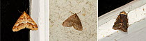 Three species of winter-active moths. Mottled Umber (Erannis defoliaria) left, Winter Moth (Operophtera brumata) centre, December Moth (Poecilocampa populi) right. UK. Composite
