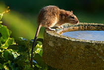Brown Rat (Rattus norvegicus) at bird bath. UK, April