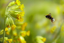 Buff-tailed Bumblebee (Bombus terrestris) worker bee flying to Cowslip (Primula veris) flowers. UK, April.