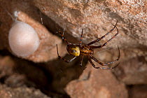 Cave Spider (Meta menardi) female with egg-sac. UK, August.