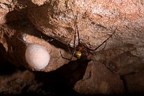 Cave Spider (Meta menardi) female with egg-sac. UK, August.