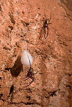 Cave Spider (Meta menardi) female with egg-sac, male above. UK, August.
