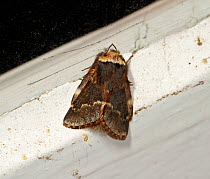 December Moth (Poecilocampa populi) on window sill. UK, December.