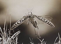 Desert Locust (Schistocerca gregaria) flying, controlled conditions, scan from black and white print