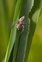 Lynx spider (Oxyopes heterophthalmus) female on blade of grass, UK, March