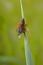 Lynx Spider (Oxyopes heterophthalmus) male feeding on caught fly. UK, March.
