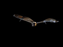 Indian Fruit Bat / Flying Fox (Pteropus giganteus) in flight. India.