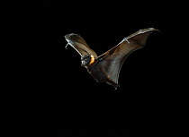 Indian Fruit Bat / Flying Fox (Pteropus giganteus) in flight. India.