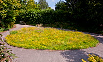 Holly Farm Lawn Meadow. A normal lawn left to nature uncut. This will be scythed end of July and left to dry and seeds to drop before being raked and allowed to revert to lawn and the cycle repeated t...