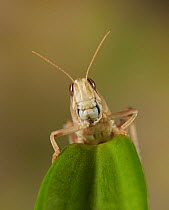 Desert Locust (Schistocerca gregaria) portrait.