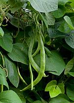 Runner Bean (Phaseolus sp.) seed pod. UK.