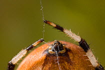 Close up of Orb Weaver Spider (Tetragnathidae) abdomen showing spinnerets and thread being controlled by legs. UK.