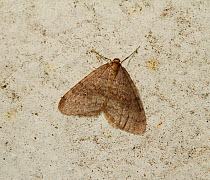 Winter Moth (Operophtera brumata), a winter flying moth from Oct - Jan, responsible for defoliating various trees particularly apple. UK, December.