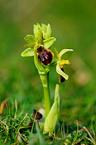 Early spider orchid (Ophrys sphegodes) in flower, Dorset, UK, April