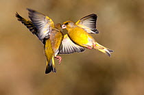 Greenfinches (Carduelis chloris) squabbling in flight, Dorset, UK, February
