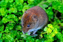 Harvest mouse (Micromys minutes soricinus) feeding, captive, UK, April