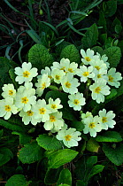 Common primroses (Primula vulgaris) in woodland bank, Dorset, UK, March