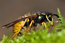 Common wasp (Vespula vulgaris) queen, Dorset, UK, March