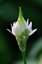 Ramson / Wild garlic (Allium ursinum) flower emerging from bud, Dorset, UK, March