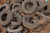 Pile of used tyres, Recycling Center, Ithaca, New York, USA, property released.