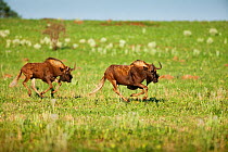 Wildebeest (Connochaetes taurinus) on grass plain. Gauteng province, South Africa, November.