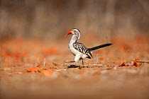 Red-billed Hornbill (Tockus erythrorhynchus). Kruger National Park, South Africa, August.