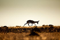 Springbok (Antidorcas marsupialis) silhouetted on the horizon. Namaqualand, South Africa, December.