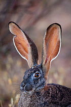 Cape Hare (Lepus capensis) portrait. South Africa, December.