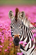 Common Zebra (Equus quagga) among campuloclinium flowers. Praetoria, South Africa, January.