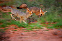 Young Cape Foxes (Vulpes chama) playing. Kgalagadi, South Africa, February.