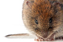 Bank vole (Myodes glareolus) woodlands, Pyrenees, France, June. meetyourneighbours.net project